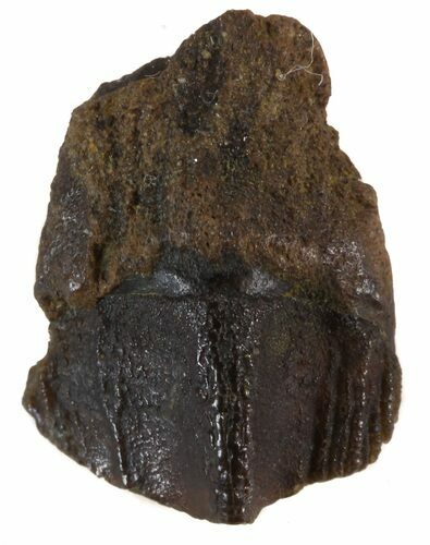 Triceratops Tooth - Montana #44935